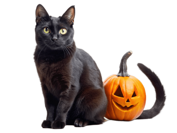 Black Cat Pet, Halloween PNG Graphics