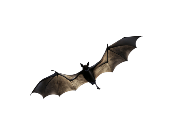 Halloween of Bats Png Icon: Graphics for Halloween Niche