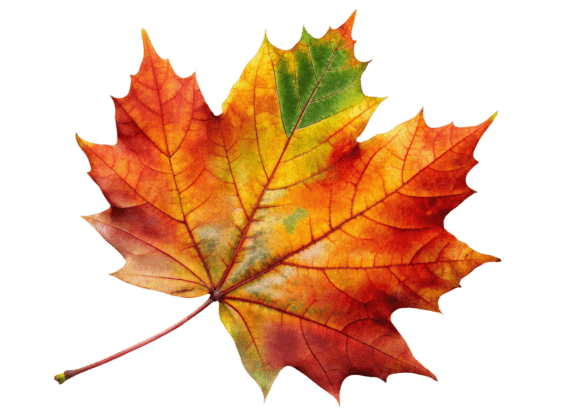 Large Maple Leaf PNG: Graphics and Illustrations for Real Projects