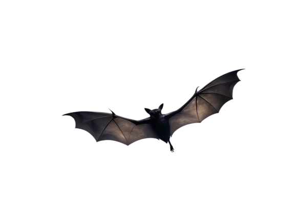 Watercolor Night with Bats PNG: Graphics for Creative Selling